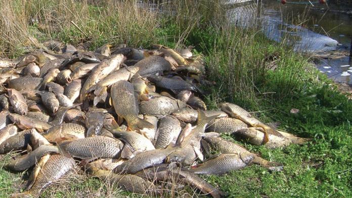 "Kaprogeddon": Austrálie bude hubit kapry pomocí herpesviru