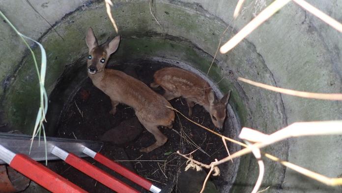 Srnčata spadla do hluboké skruže. Matka je volala, pomohli až hasiči