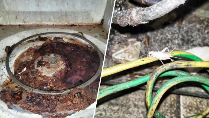 Inspekce zavřela restauraci v lázeňském letovisku. V kuchyni byla plíseň i škůdci