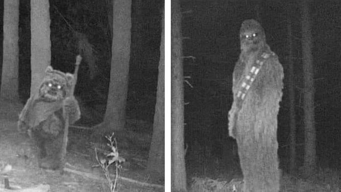 Fotopasti na Šumavě zachytily něco neobvyklého! Tyhle návštěvníky nikdo nečekal
