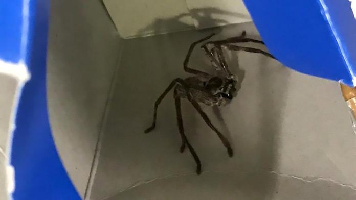 Turisti našli černého pasažéra v příruční tašce. Byl to obří pavouk!