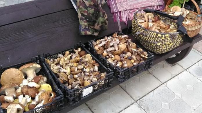 Příliš velké sucho? Houbař našel v lese úchvatný úlovek!