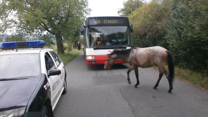 Stádo koní pobíhalo po silnici. Málem je srazil autobus