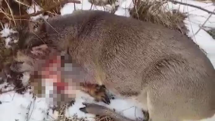 Srnu potrhal vlk. Policie trpící zvíře jen posunula a odjela, tvrdí žena
