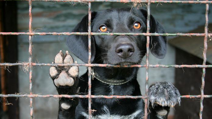 Nekupujete psa z množírny? Veterináři vydali seznam chovatelů