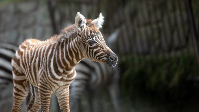 Zoo ve Dvoře Králové má roztomilý přírůstek. Narodila se tam nejvzácnější zebra