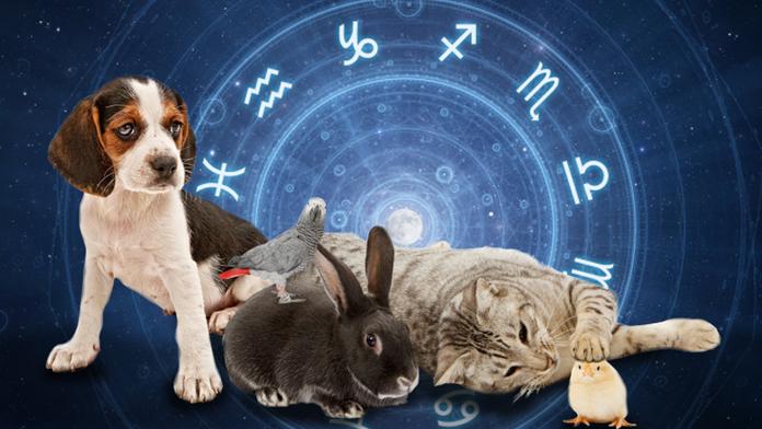 ZVÍŘECÍ HOROSKOP: Co čeká vaše domácí mazlíčky v červnu?