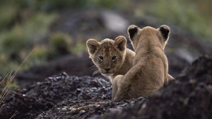 Švédská zoo šokovala veřejnost! Přiznala se k zabíjení lvích mláďat