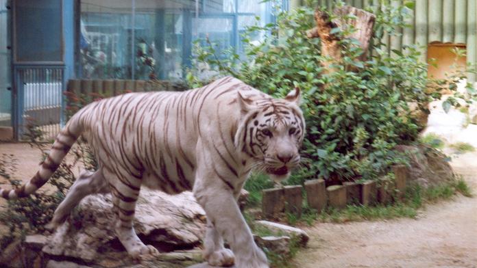 Výherci tygří soutěže: Vydejte se do liberecké ZOO!