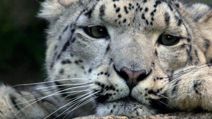 V liberecké zoo uprchl levhart! Chodil mezi lidmi