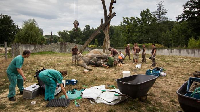 Smutná zpráva ze zoo: Oblíbeného slona museli utratit