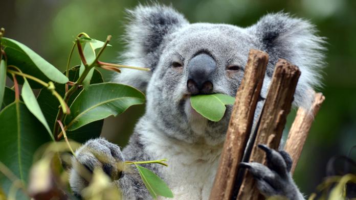 Medvídci koala mizí! Z Austrálie jich za poslední tři roky ubyla třetina