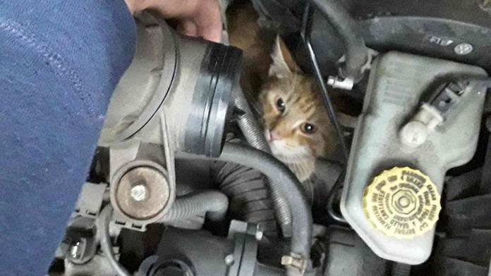 Kuriózní záchrana: V Přerově hasiči tahali z motoru auta kočku!