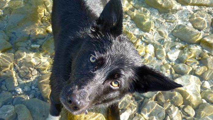 Hledá se Sushi! Její příběh znají už statisíce lidí! Pomozte také