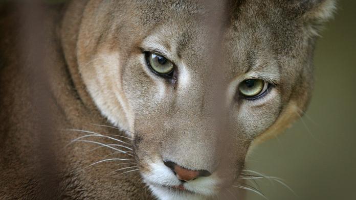 Puma je dál na útěku. Šelmu viděli na dalších místech