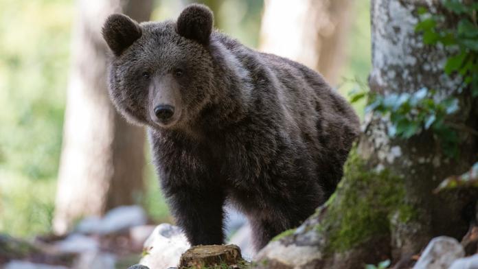 Ohrožení i v Bratislavě. Na okraji hlavního města viděli medvěda