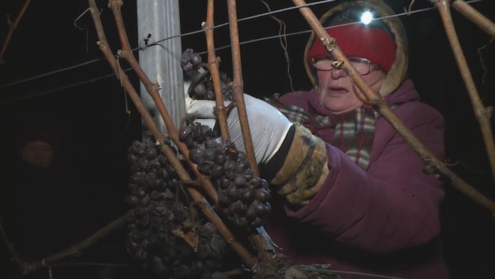 V Česku rychle ubývá drobných vinařů! Plocha vinic se ale zvětšuje