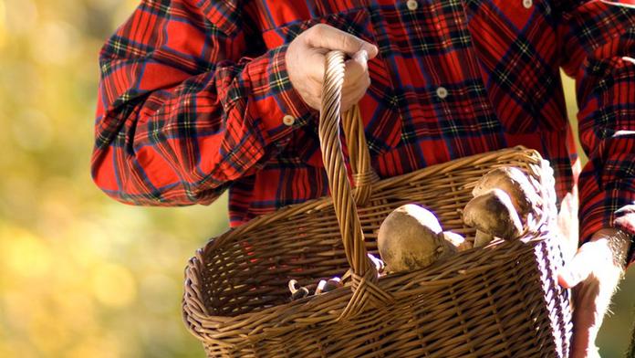Muž našel obří houbu! Byla velká jako deštník! FOTO UVNITŘ