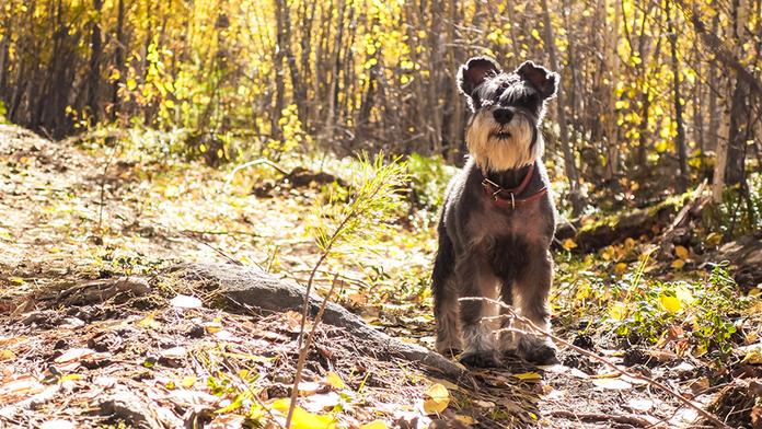 Fenka spolkla žalud, měla z toho těžkou otravu. Buďte obezřetní, varují veterináři