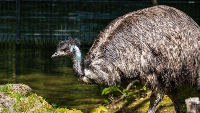 Česká minizoo šokovala veřejnost. Návštěvníci si jako suvenýr odnesli vejce emu