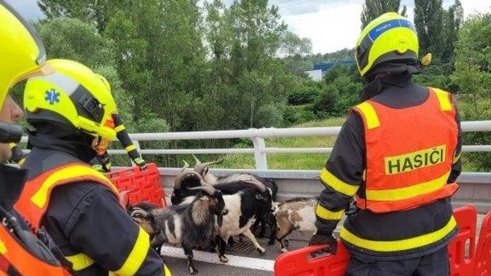 Překvapení na dálnici D1 na Ostravsku. Po vozovce běhalo stádo kozlů