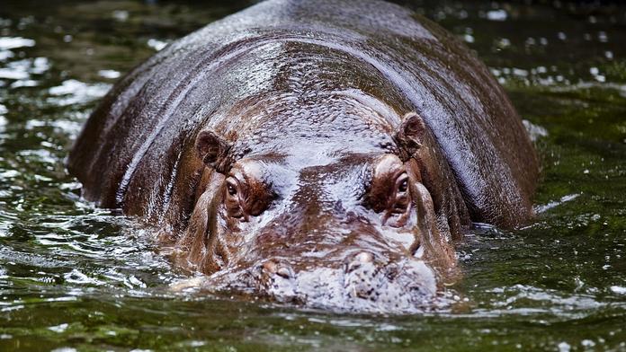 V pražské zoo zemřel hroch Slávek, bylo mu 33 let