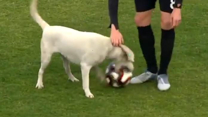 I pes si chce zahrát! Čtyřnohý výtržník přerušil fotbalový zápas