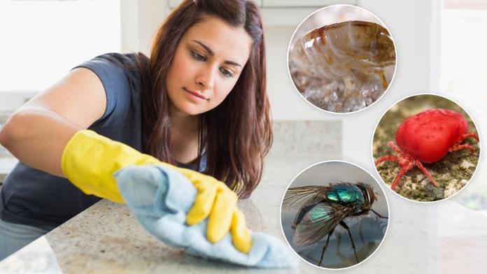 Nezvaní vetřelci v domácnosti? Rady, jak s nimi zaručeně zatočit