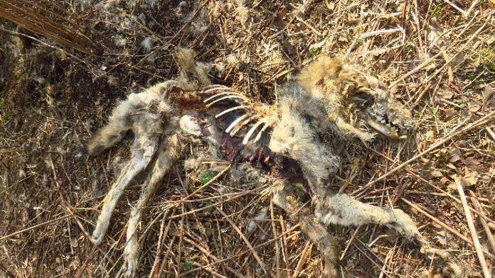 Na Broumovsku našli zastřeleného vlka. Pachateli hrozí tři roky