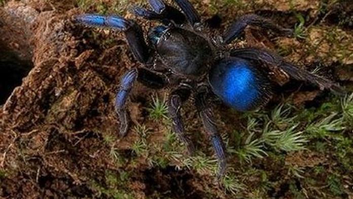 Na vědce v džungli zamrkalo cosi modrého. Byl to neznámý pavouk!