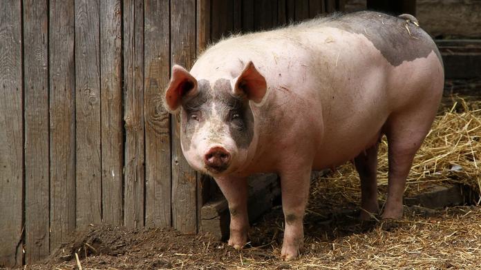 Lidé se mohou nakazit superbakterií od prasat. Je odolná vůči antibiotikům