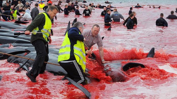 Moře se zbarvilo krví! Turisté se stali svědky obřích velrybích jatek