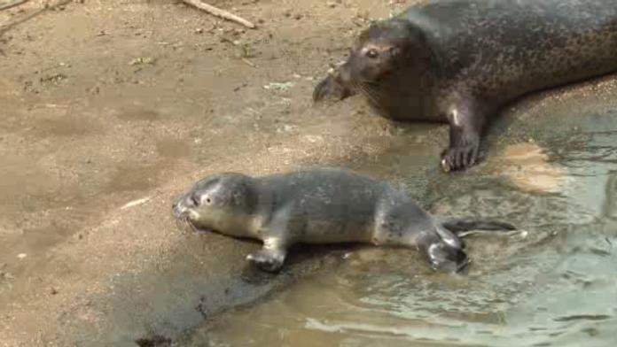TO SNAD NE! V jihlavské zoo zemřelo čtrnáctidenní tulení mládě