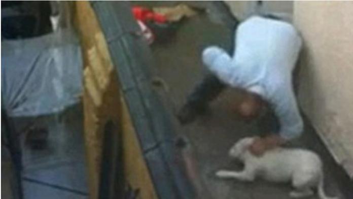 TYRANA udal soused! Jeho BRUTALITU na psovi natočil a pověsil na FACEBOOK…