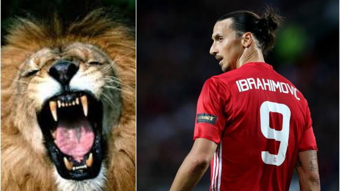 Zlatan je zpět ve hře! Proč o sobě mluvil jako o lvu?