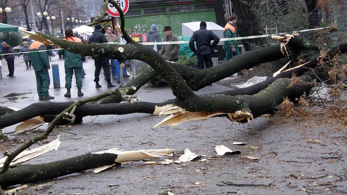 Neštěstí! Na muže se zřítil strom, při převozu do nemocnice zemřel