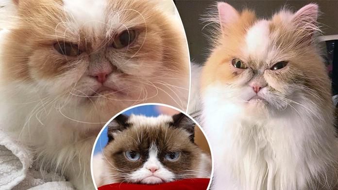 Grumpy Cat má nástupce: Tohle je nová nejnaštvanější kočka
