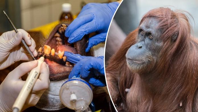 Zvířata u lékaře: Orangutan z pražské zoo musel k zubaři!