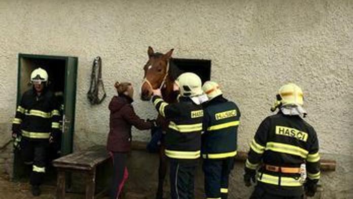 Záchrana koně zaklíněného v okně! Na pomoc přijeli hasiči