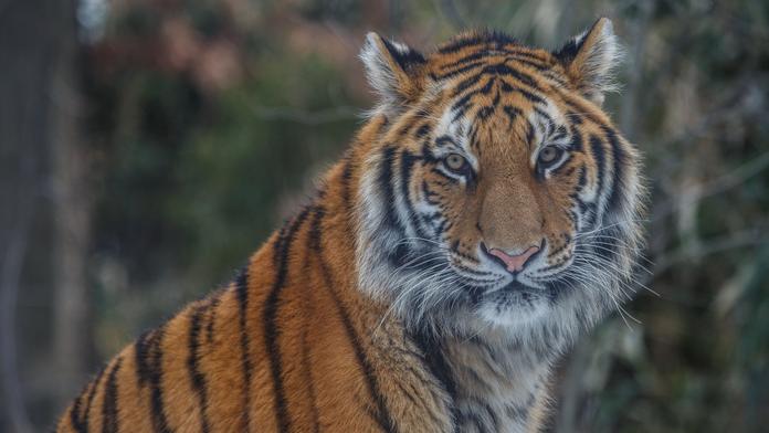 Nakažený tygr v zoo už není jediný, Covid-19 se potvrdil u dalších 7 šelem