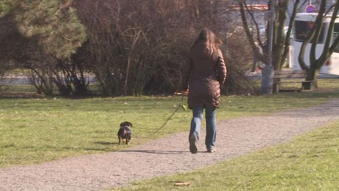 Hádka kvůli psím výkalům: Žena je dala muži do auta, on je po ní hodil