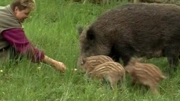Bachyně porodila deset pruhovaných selátek