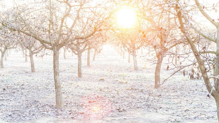 VÝSTRAHA: Meteorologové varují před mrazem. Může poškodit ovocné stromy