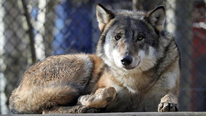 Zoo pobouřila veřejnost, utratila celou vlčí smečku. Nešlo to prý jinak