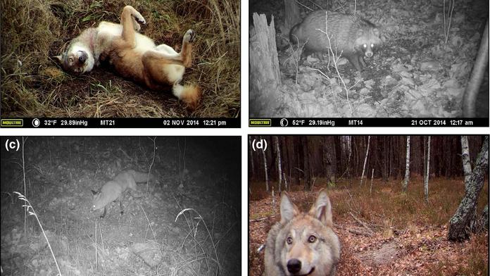 Překvapivé zjištění: Příroda po katastrofě v Černobylu vzkvétá
