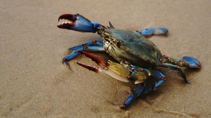 Krab modrý