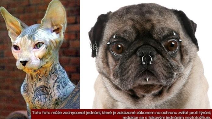 Zvířecí tetování a piercing! Proč lidé mučí psy a kočky kvůli kráse?