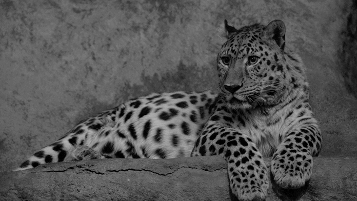 Smutná zpráva z ústecké zoo! Museli utratit levharta Rushera