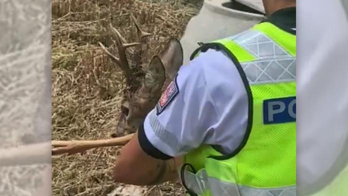 Dálniční policisté zachránili zmateného srnce
