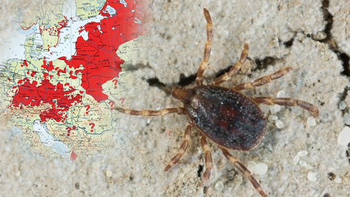 Česko je semeništěm klíšťat, je tu nejvíce nakažených lidí! MAPA